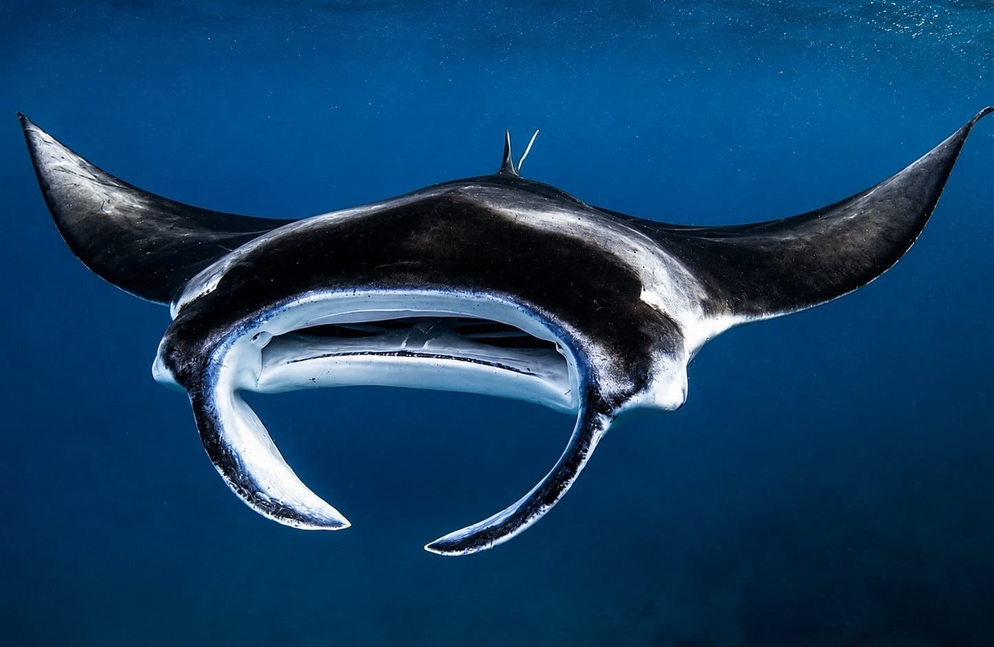 Manta ray gliding over the reef at Maamigili Beyru, South Ari Atoll