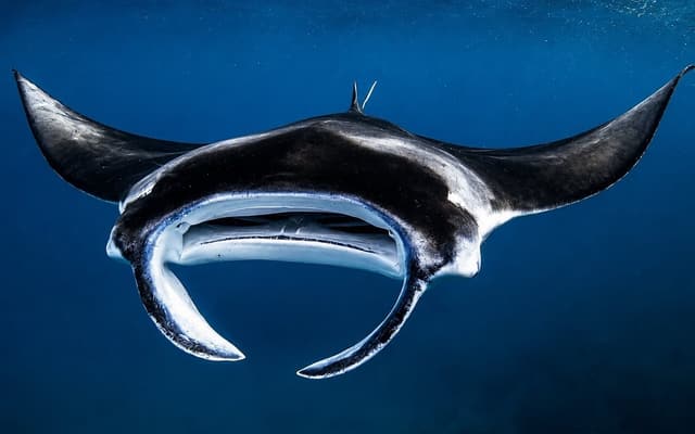 Manta ray gliding over the reef at Maamigili Beyru, South Ari Atoll