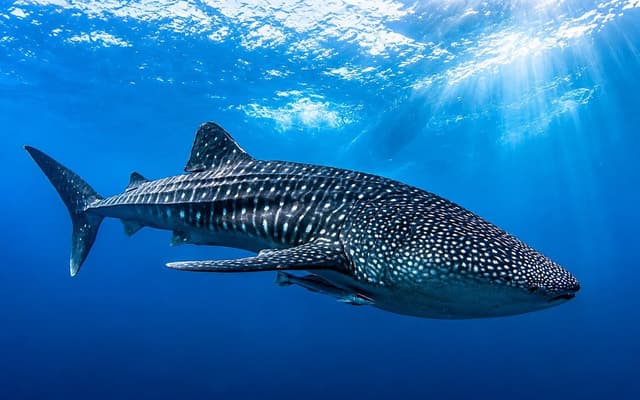 Whale shark near the surface in the South Ari Marine Protected Area, close to Maamigili