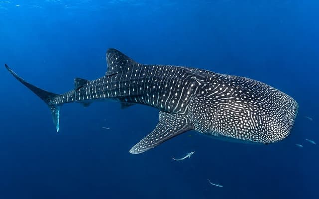 Whale shark swimming near the surface in South Ari Atoll, Maldives