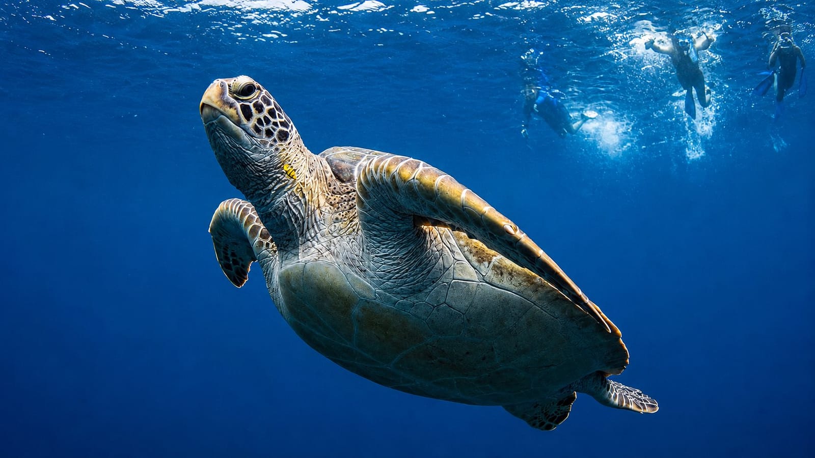 Snorkeler swimming with a sea turtle near Maamigili, South Ari Atoll