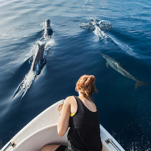 Dolphin Cruise