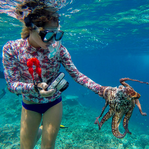 Octopus Hunting